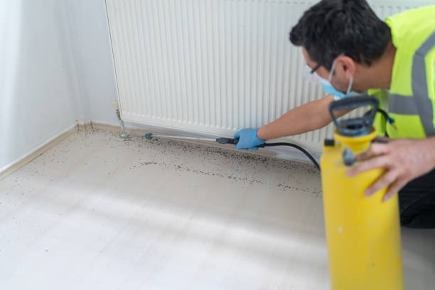 Best Rat Extermination Near Me  in Sun Lakes, AZ